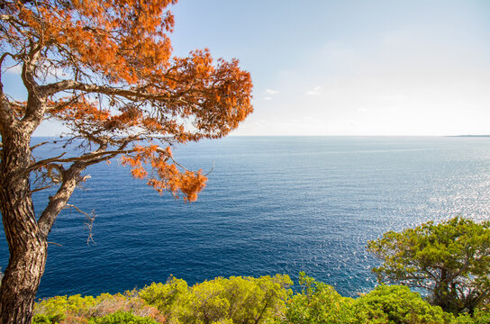 Mediterranean landscape, seascape with pine trees near Costa de los pinos, Cala Millor, Mallorca island, Spain