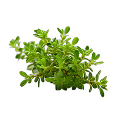 Thyme isolated on transparent or white background