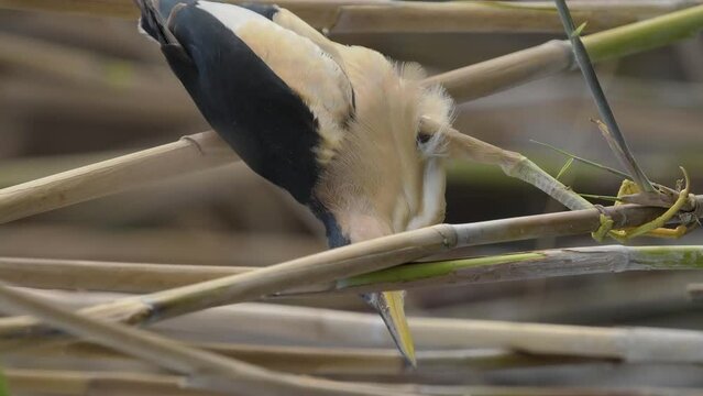 Little bittern in green plants on lake