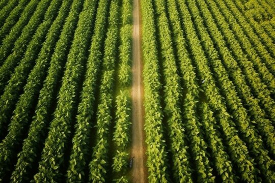 Overhead view of vast soybean plantation. Generative AI