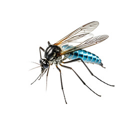 Fototapeta na wymiar Mosquito on transparent background