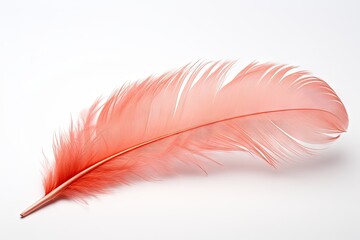 Coral feather on white backdrop