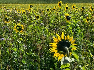 Sonnenblumen von hinten
