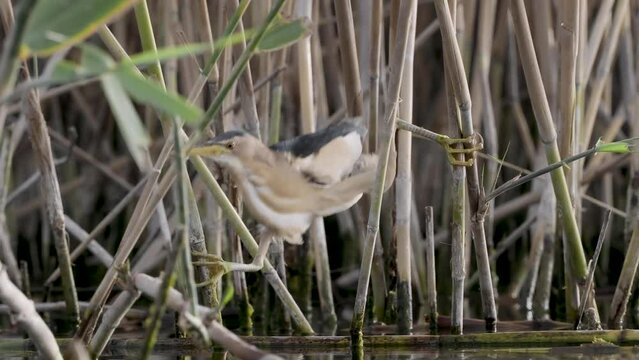 Little bittern in green plants on lake