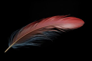 Bird feather on dark surface