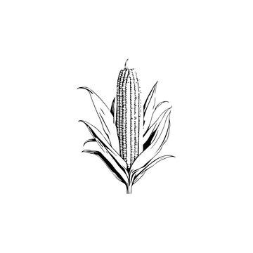 Corn Icon hand draw black agriculture colour logo symbol perfect.