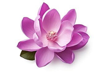 Isolated purple magnolia flower on white background with clipping path