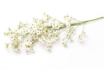 Isolated white Baby s breath twigs with small flowers