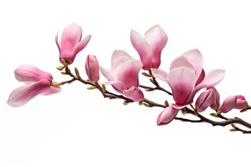 Isolated white branch with lovely pink magnolia blooms in spring