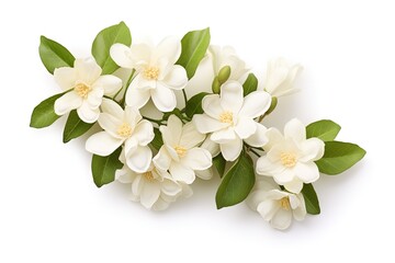 isolated white jasmine bloom
