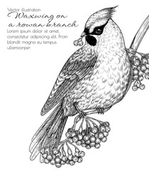 Fototapeta premium Vector illustration of a waxwing on a winter rowan branch in engraving style