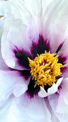 Obraz premium Peony flower closeup, white and purple petal flower, yellow details