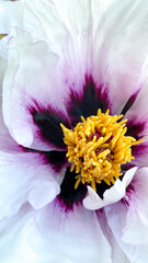 Peony flower closeup, white and purple petal flower, yellow details