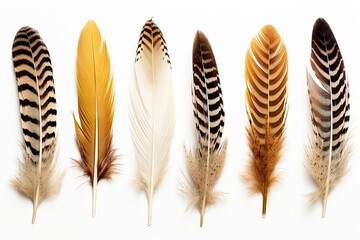 Set of delicate pheasant feathers isolated on a white background