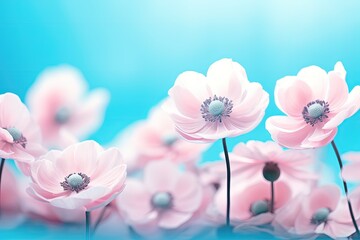 Soft selective focus on delicate anemone flowers gently pink outdoors in summer spring close up Dreamy beautiful image of nature s beauty with turquoise