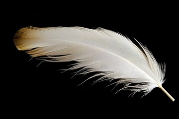 Solitary feather white on black backdrop