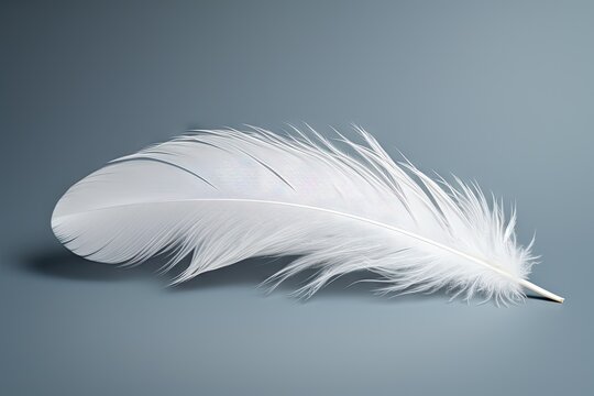 Soft white feather on grey background