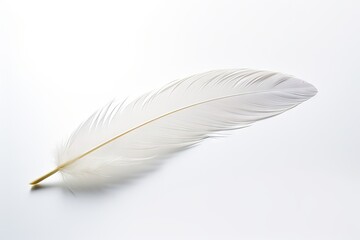 White background with a feather