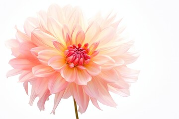 White background with flying dahlia petals