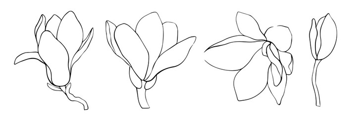 Set of line art drawings of magnolia buds. Flowers illustration. Hand drawn.