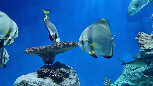 Big striped fishes swim in tropical sea among corals. Close up of exotic fishes slowly swim in ocean depth. Big fish in aquarium