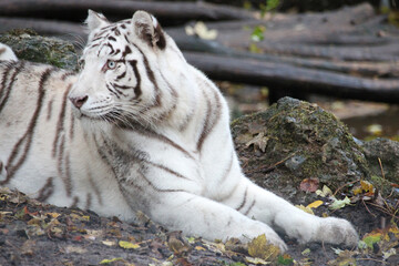 white tiger in a zoo in france