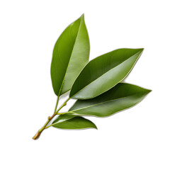 Bay leaves isolated on transparent or white background