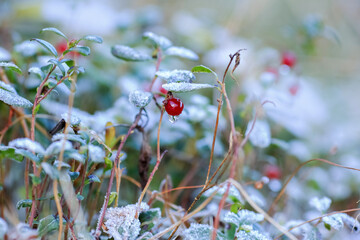 Frost on the plants in the autumn