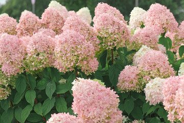 Hydrangea paniculata and conifer. Beautiful Garden path made of natural stones, gravel. Huge...