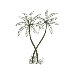 Palm tree hand drawn in sketch style. Illustration for advertising summer travel. Isolated on white background. Vector.