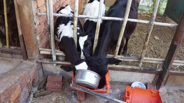 A baby dairy cow is being fed milk from a plastic bucket in Don Duong Lam Dong, Vietnam 