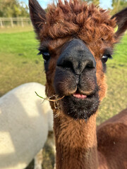 Huacaya alpaca, cute animal portrait