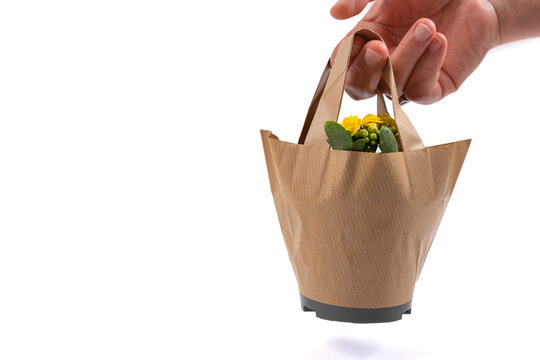 Female hand holding gift houseplant in paper bag isolated on white background. Yellow kalanchoe flower in pot in kraft paper bag. Eco-friendly shopping gift concept, copy space