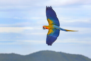Beautiful of Camelot macaw flying on the mountain. Free flying bird