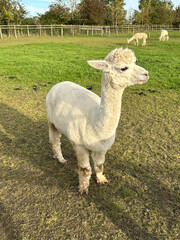 Adorable Huacaya alpaca in a field