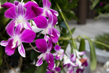 purple  and white Orchid  at garden in Thailand
