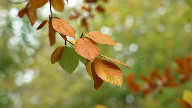 Orange and green Beech leaves in autumn. Fagus sylvatica