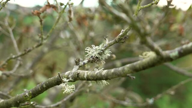 Oakmoss on a tree twig in autumn. Foliose lichen. Evernia prunastri