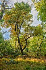 Obraz premium Woodland Tree