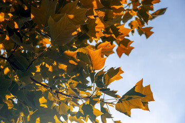 beautiful tulip tree foliage with bright yellow foliage
