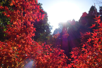京都の紅葉　真っ赤な紅葉