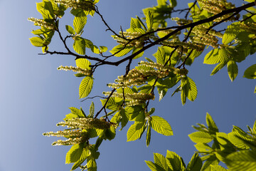 green foliage on hornbeam tree in spring bloom