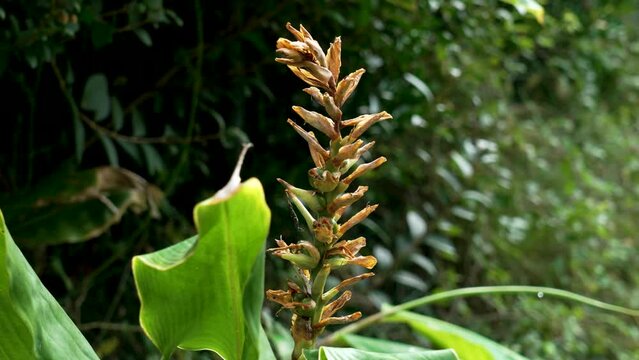 Autumnal Kahili ginger flower after blooming with green leaves in an ornamental garden. Hedychium gardnerianum