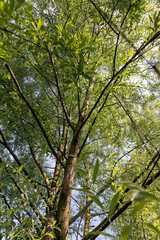 Fototapeta premium beautiful silver willow tree foliage with green foliage