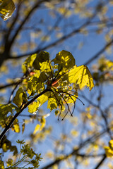 green foliage on a maple tree in spring bloom