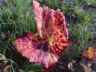 colorful leave at the beginning autumn