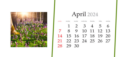Set of horizontal flip calendars with amazing landscapes in minimal style. April 2024. Fresh green scene of spring forest with blloming Corydalis cava flowers. Amazing sunrise in woodland.