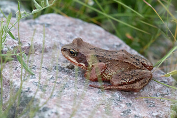 Common frog sitting on a large stone