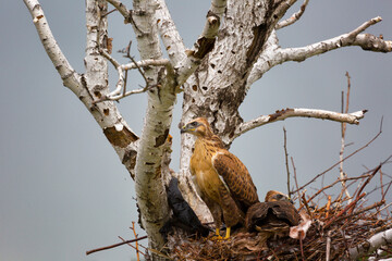 Fototapeta premium Grown-up buzzard chicks in the nest