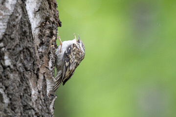 Eurasian treecreeper perched on a tree trunk